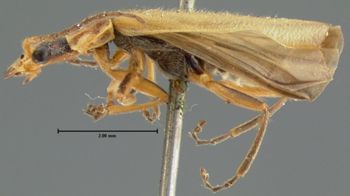 Media type: image;   Entomology 3370 Aspect: habitus lateral view